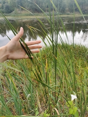Typha angustifolia