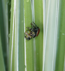 Phidippus carneus