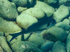 Sparus auratus