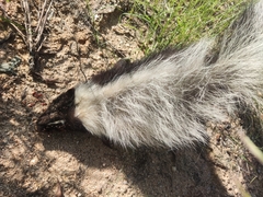 Mephitis macroura