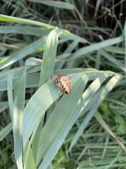 Araneus diadematus