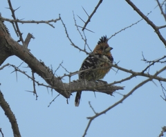 Trachyphonus vaillantii vaillantii