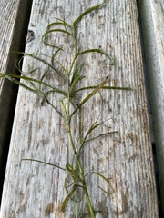 Potamogeton pusillus