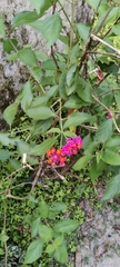 Lantana camara