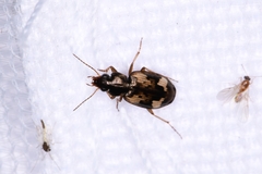 Tetragonoderus fasciatus