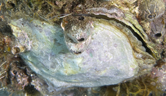 Ostrea edulis
