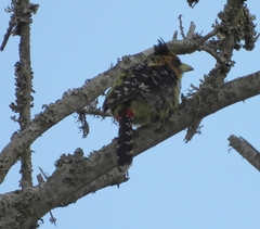 Trachyphonus vaillantii vaillantii
