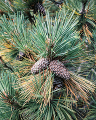 Pinus hartwegii