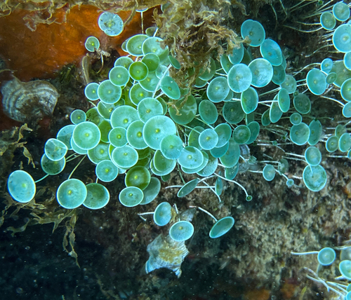 Photo of Umbrella Algae (Acetabularia acetabulum)