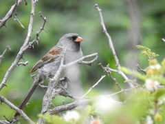 Spizella atrogularis