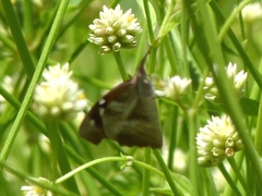 Libytheana carinenta
