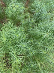 Amsonia hubrichtii