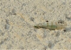 Nectopsyche exquisita