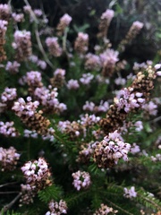 Erica vagans