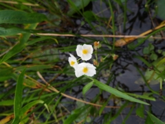 Sagittaria graminea