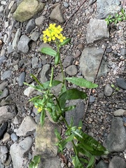 Erysimum cheiranthoides