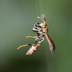 Mischocyttarus mexicanus cubicola