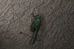 Insara elegans