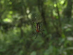 Alpaida grayi