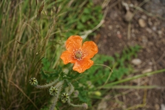 Papaver aculeatum