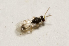 Euplectrus