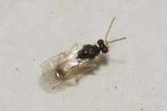 Euplectrus