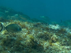 Diplodus sargus