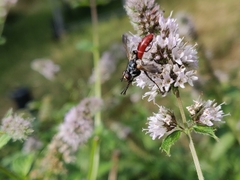 Cylindromyia bicolor