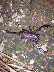 Euscorpius