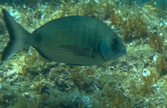 Diplodus sargus