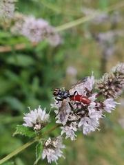 Cylindromyia bicolor