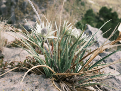 Eryngium proteiflorum