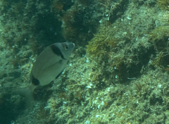 Diplodus vulgaris
