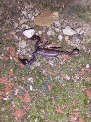 Euscorpius