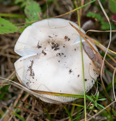 Tricholoma