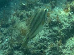 Symphodus tinca