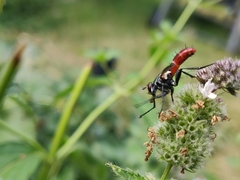 Cylindromyia bicolor