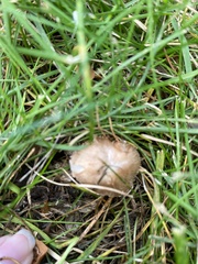Panaeolus foenisecii