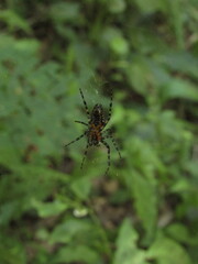 Alpaida grayi