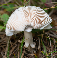 Tricholoma