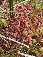 Sphagnum rubellum