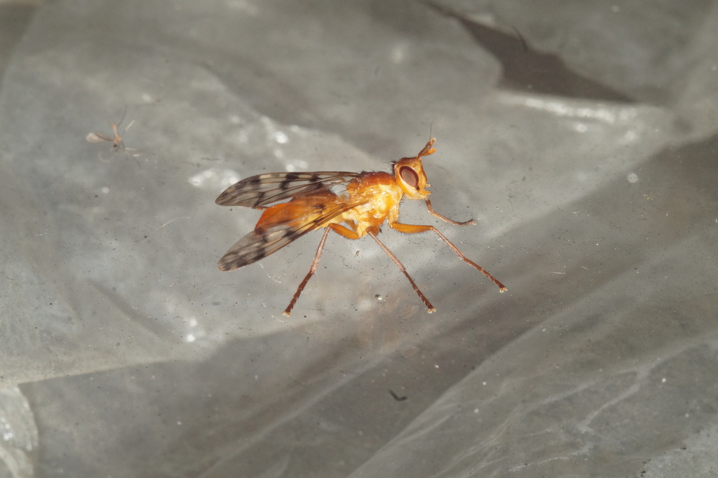 Adapsilia coarctata