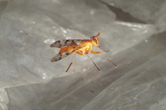 Adapsilia coarctata