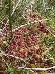 Sphagnum rubellum