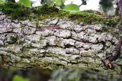 Pyrus communis pyraster