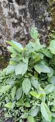 Ficus hispida