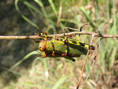 Zoniopoda tarsata
