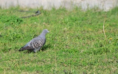 Patagioenas maculosa