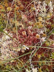Sphagnum rubellum