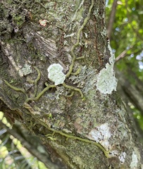 Cryptothecia striata